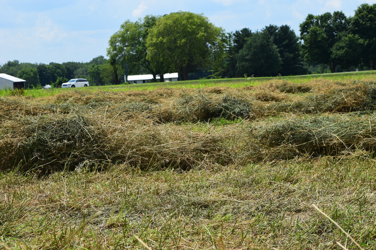 Alfalfa/timothy Square Bales