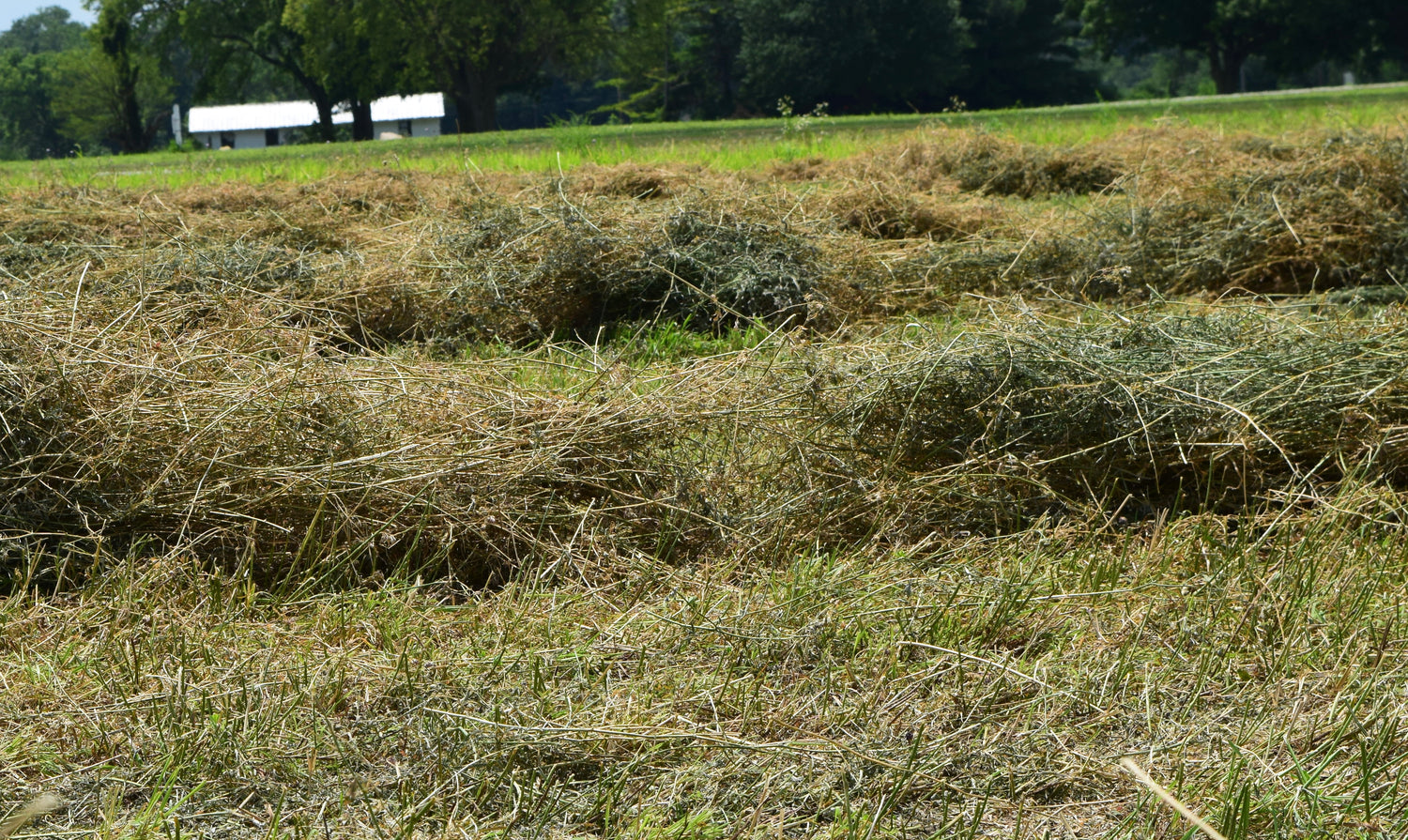 Hay