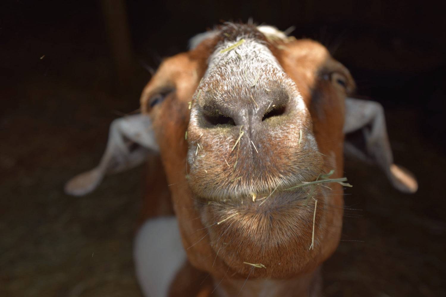 Bedding and Stall Care