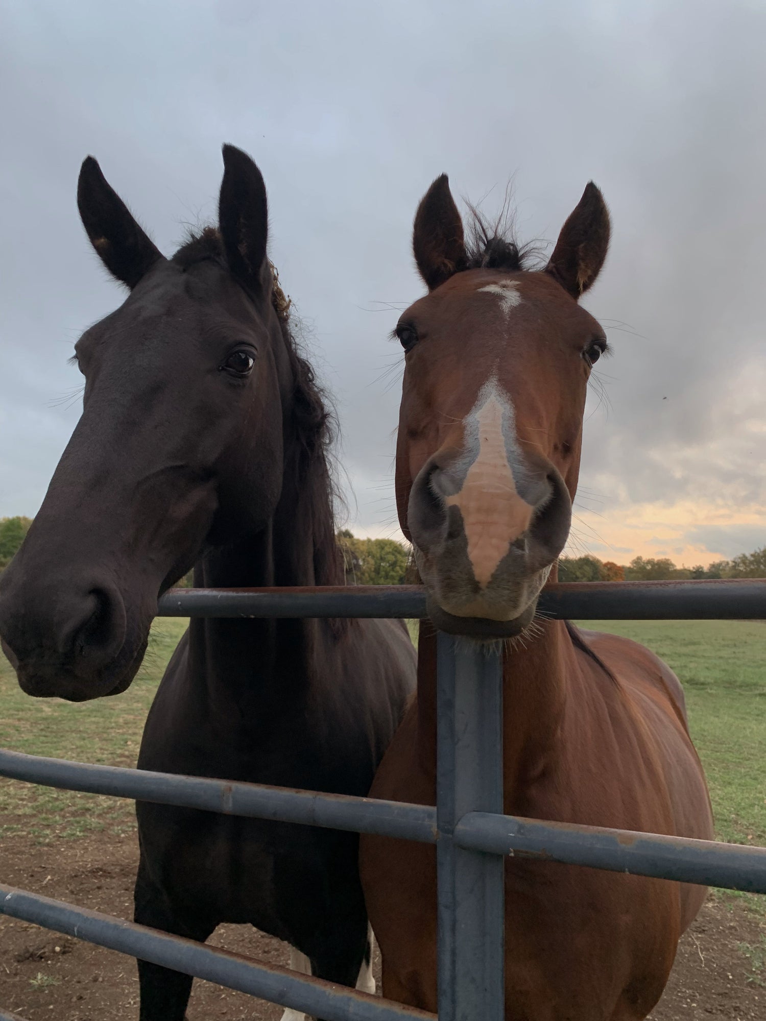 Equine