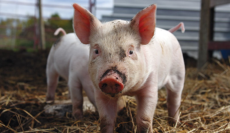 Swine