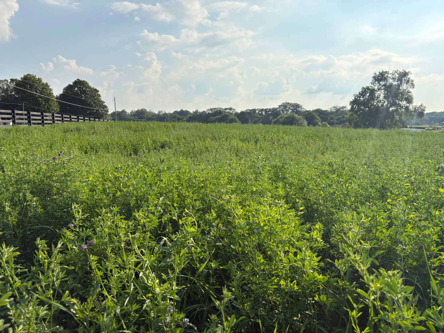 Alfalfa, Timothy mix Round Bales 5'x5'