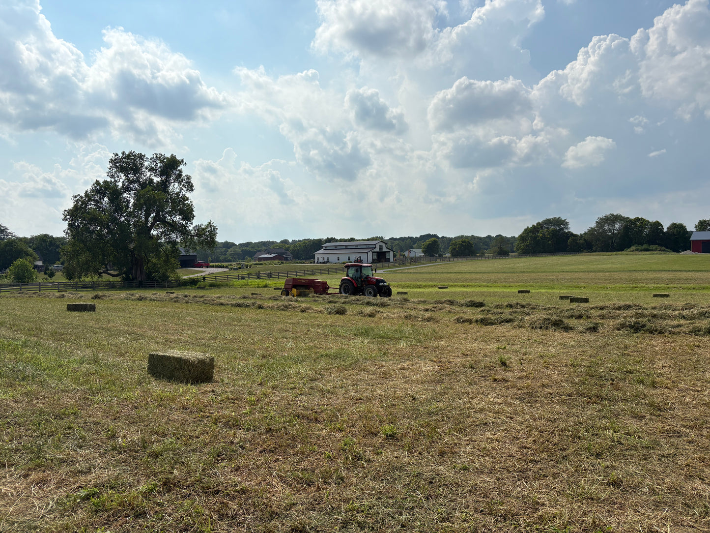 Mixed Grass Square Bales