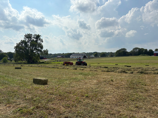 Mixed Grass Square Bales