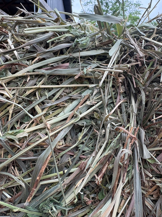 Alfalfa/timothy Square Bales